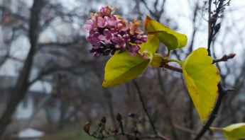 В Запорожской области в январе цветут цветы (ФОТО)
