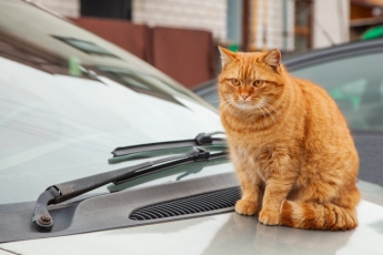 Курьезы. В Мелитополе за автомобилем присматривает кот-эквилибрист (фото)