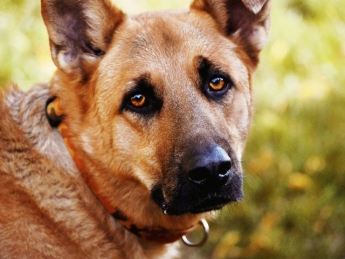 В полиции начали проверку по факту жестокого убийства собаки в Мелитополе