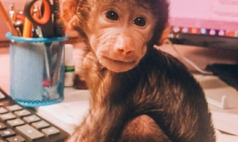 В Запорожской области сотрудники зоопарка показали как выглядит новорожденная обезьянка (фото)