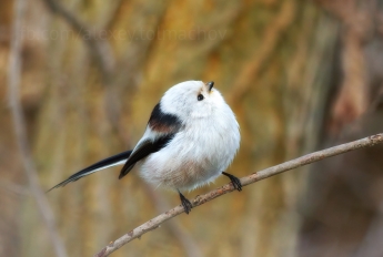 Запорожский фотограф запечатлел на фото редкую птицу (фото)