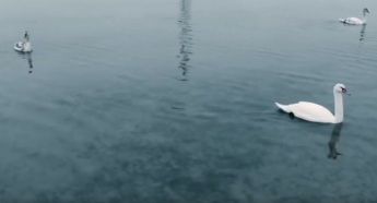 У побережья Кирилловки поселилась стая белых лебедей (видео)