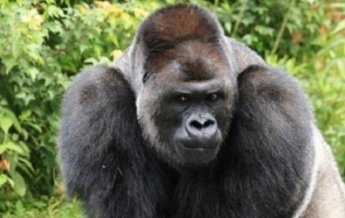 Впервые в мире: в американском зоопарке гориллы заразились COVID-19