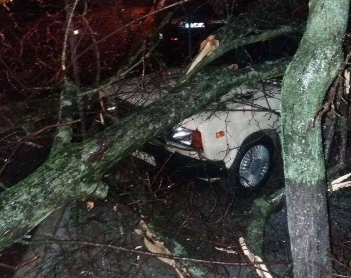 В Мелитополе на автомобиль упало дерево (фото)