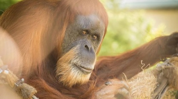 В США умер самый старый орангутан в мире - как выглядел 61-летний долгожитель зоопарка (фото, видео)