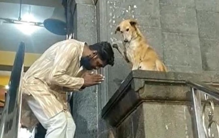 В Индии собака "благословляет" посетителей храма (видео)