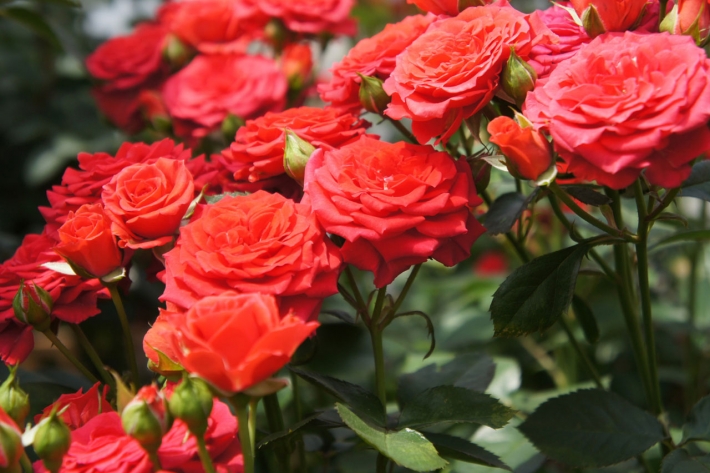 В Мелитополе в середине января цветут розы. Фотофакт (фото)