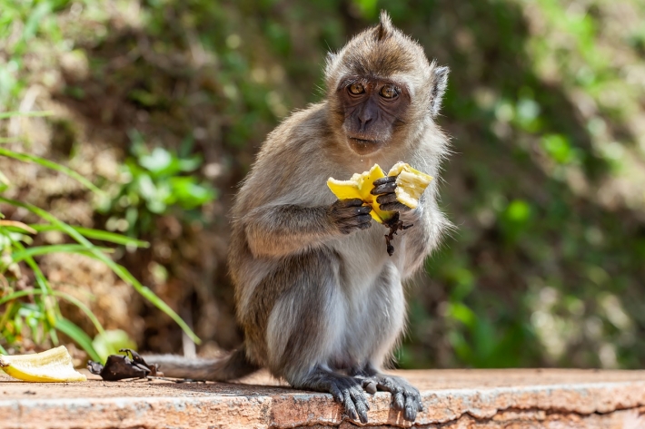Нахальные обезьяны на Бали научились воровать вещи ради выкупа