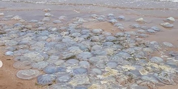 Стала известна причина нашествия медуз в Азовском море (видео)