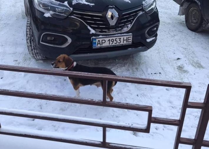 В Мелитополе потерялась кормящая собака (фото)