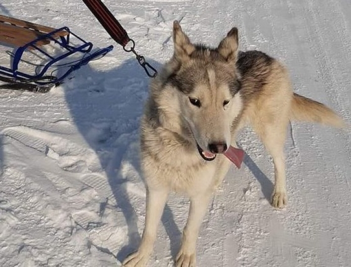 В Мелитополе найдена собака с привязанными санками (фото)