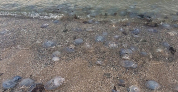 Как медузы помогают бороться с браконьерами в Азовском море