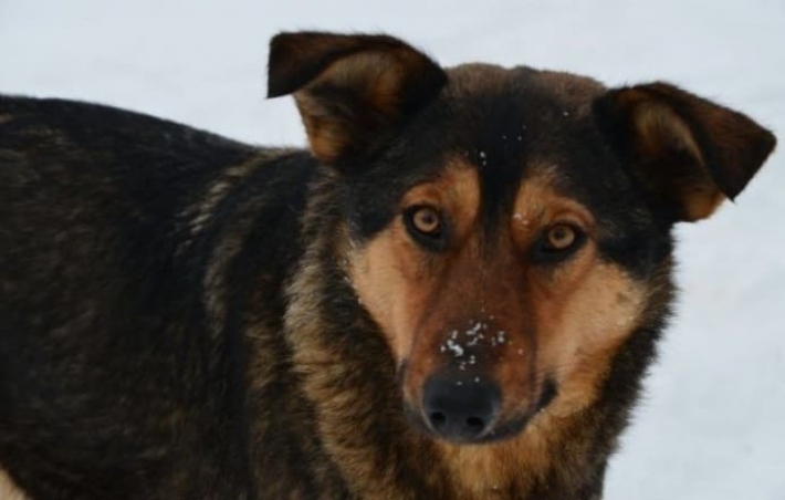 Во Львове мужчина бросил собаку умирать на морозе, оставив с ней записку: видео