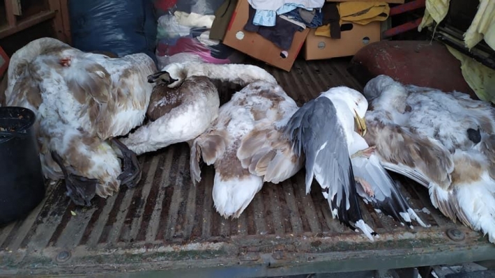 В Запорожской области расстреляли лебедей (фото 18+)