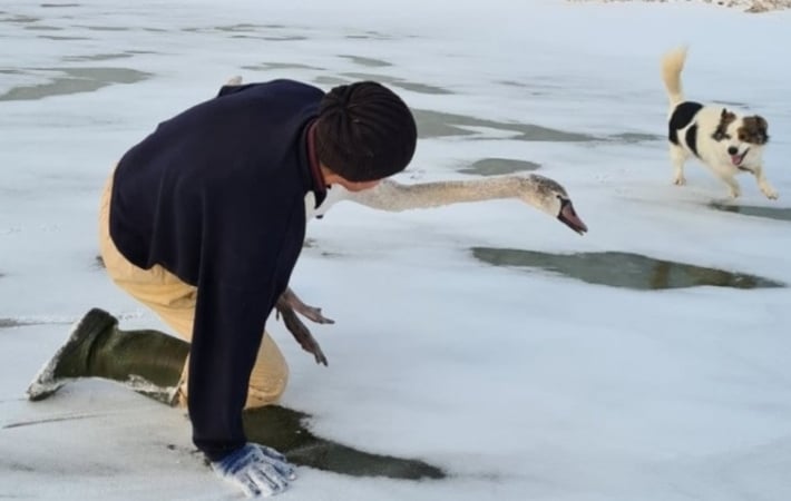 В Запорожской области мужчина с собакой отважно спас лебедя в замерзшем море (фото, видео)