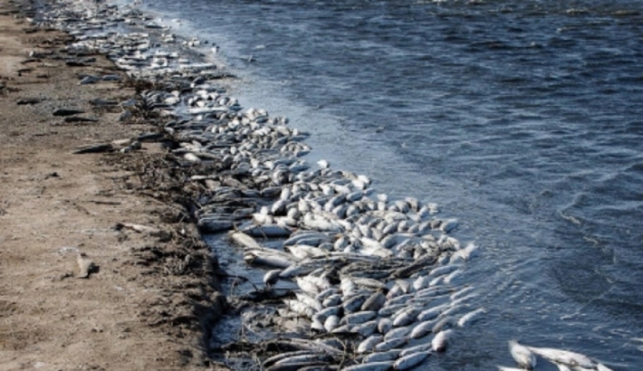 В Кирилловке уничтожили тонны рыбы, хранившуюся в качестве вещдоков