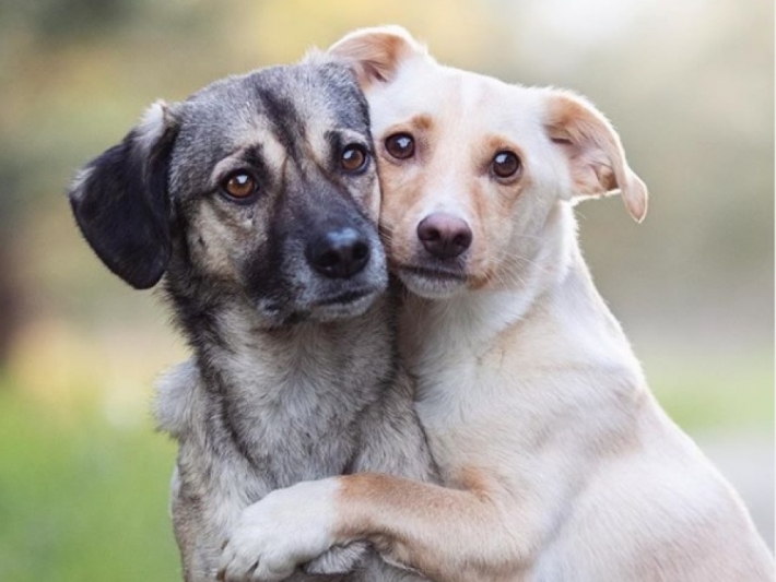 Запорожские волонтеры поделились историей спасенных собак (фото)