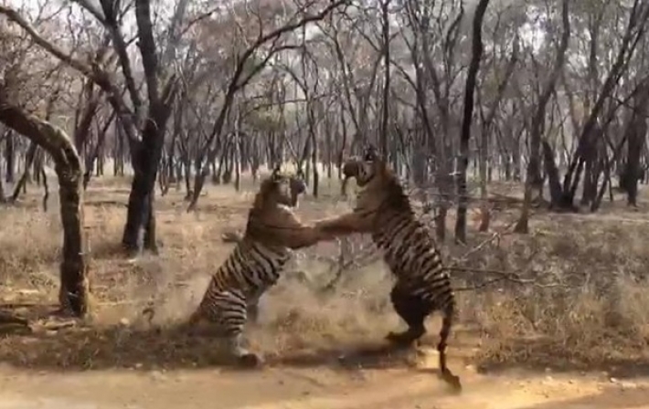 Cхватка двух тигров в Индии попала на видео (видео)