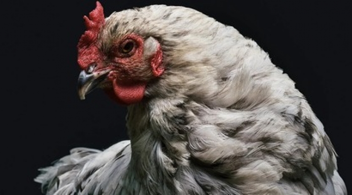 У курицы обнаружили порок сердца, и хозяйка решила ее спасти - на лечение ушло $10 тысяч (фото)
