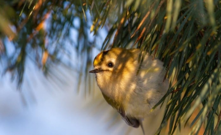 В Запорожье на Хортице заметили самую маленькую птицу Европы (фото)