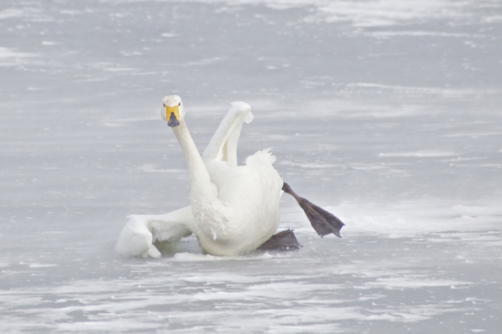 В Запорожской области погиб еще один примерзший ко льду лебедь (ФОТО)
