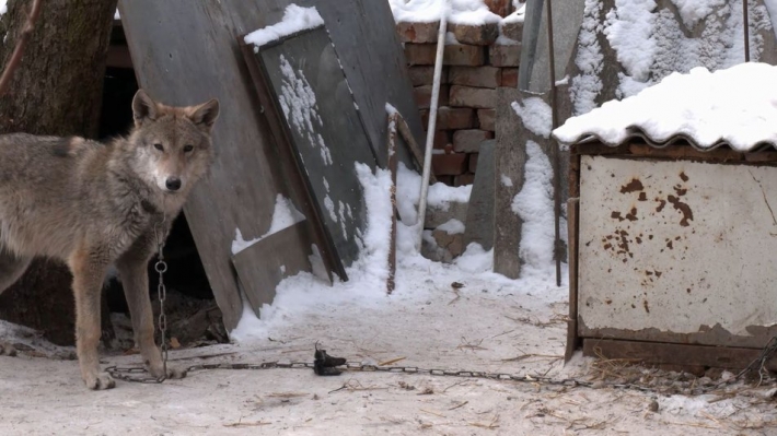 В Чернигове подобрали на улице щенка, но это оказалось совсем другое животное: фото и видео