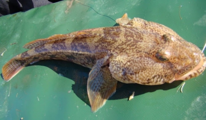 В Азовском море бычок станет дефицитной рыбой – о причинах рассказали в Нацпарке