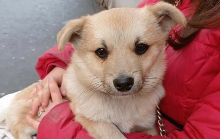 В Мелитополе вернули щенка волонтерам: причина вас удивит (фото)