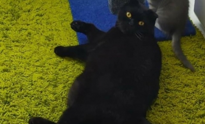 В Мелитополе пропал породистый кот (фото, видео)