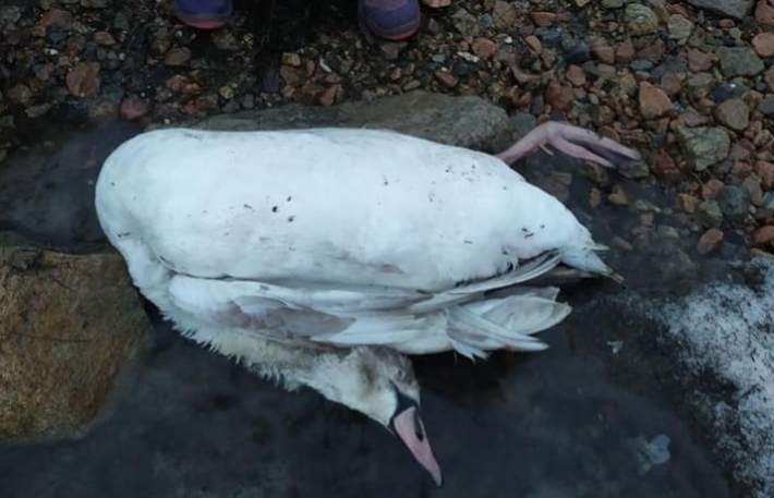 В городе Запорожской области от мороза погибли более десяти лебедей (фото 18+)