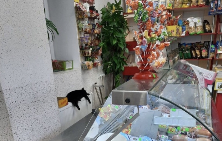 В Мелитополе продавцы продуктового магазина приютили бездомную кошку (фото)