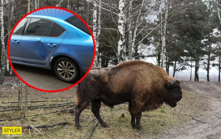 Под Киевом в эко-парке на семью напало стадо бизонов: подробности инцидента