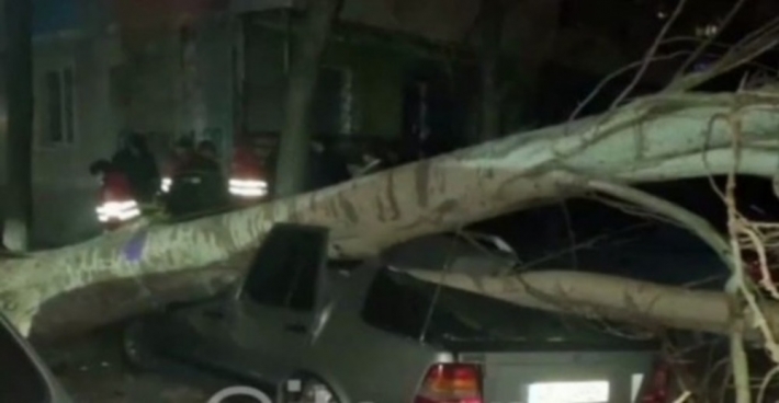В Запорожье на машину с водителем упало огромное дерево (фото)