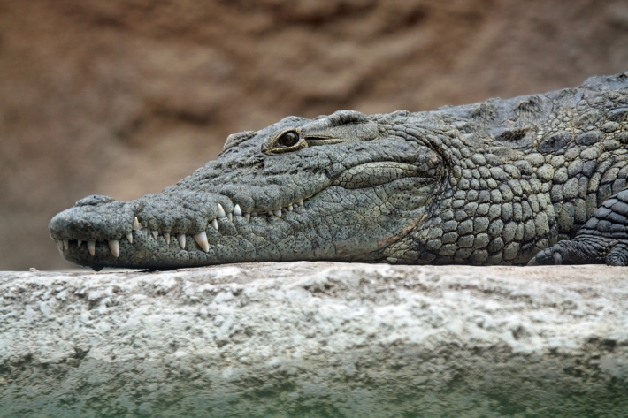 Австралиец плавал в реке и попал в пасть крокодилу - его спас крепкий череп и счастливый случай