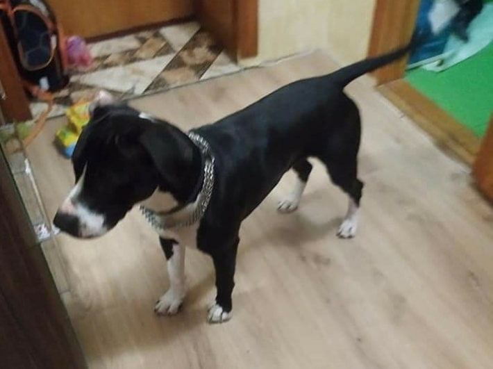 В Мелитополе разыскивают хозяина породистой собаки (фото)