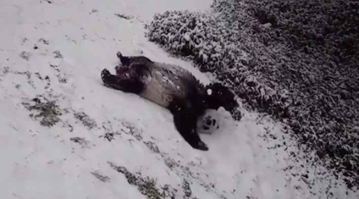 Зоопарк Вашингтона показал, как панды радуются снегу и съезжают с горки вниз головой (видео)