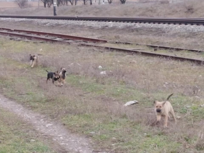 В Мелитополе щенков выкинули под колеса поезда (видео)