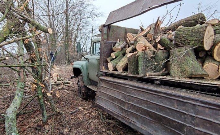 В Запорожской области с грузовиком дубовых дров задержали "черных лесорубов" из соседней области (фото)