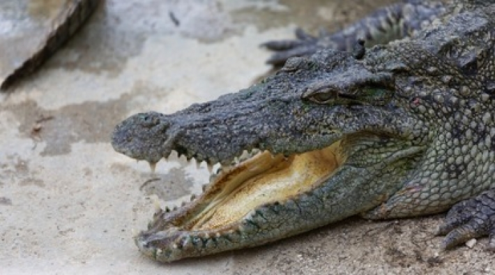 Семья нашла в бассейне незваного гостя - трехметровый крокодил спрятался у них от дождя