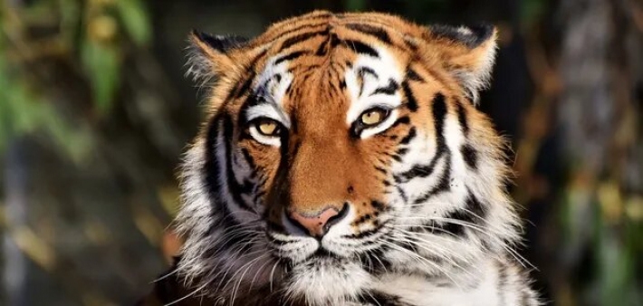 В зоопарке под Черниговом тигр загрыз своего кормильца