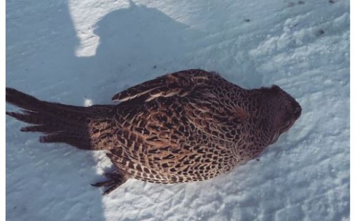 В России из-за сильных морозов птицы замерзают на лету: печальные фото и видео