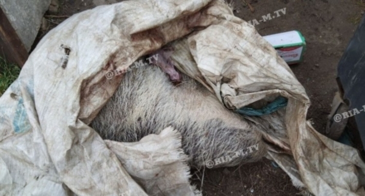 Дожились - в Мелитополе на улицу выбросили свинью (фото)