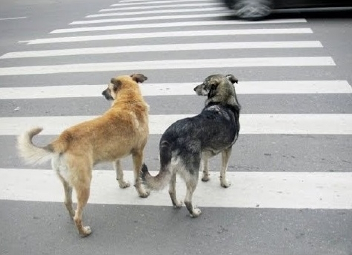 Курьезы. В Мелитополе собаки, переходившие дорогу на "зеленый", повеселили соцсети (видео)