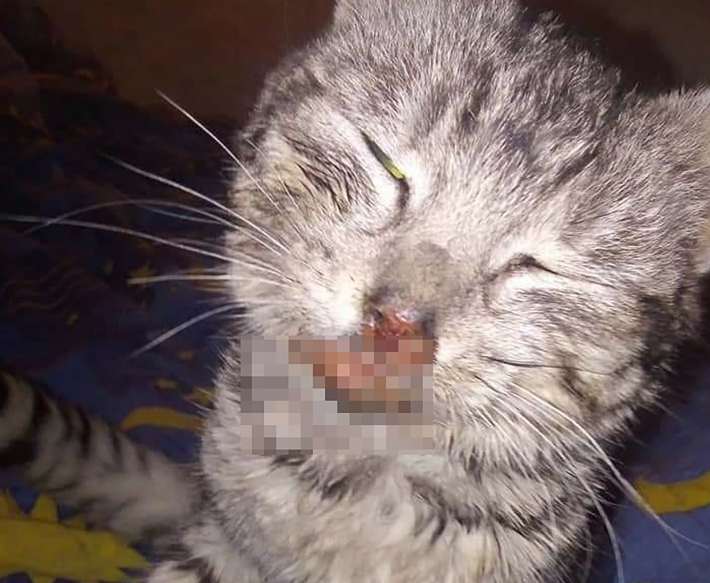 В Запорожской области полиция подтвердила факт издевательства над животными по заявлениям волонтеров (фото)