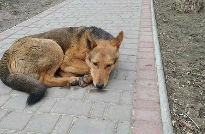 В Мелитополе разыскивают хозяина собаки (фото)
