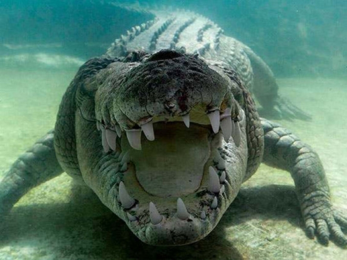Гигантский крокодил проглотил двух акул – и попал на видео