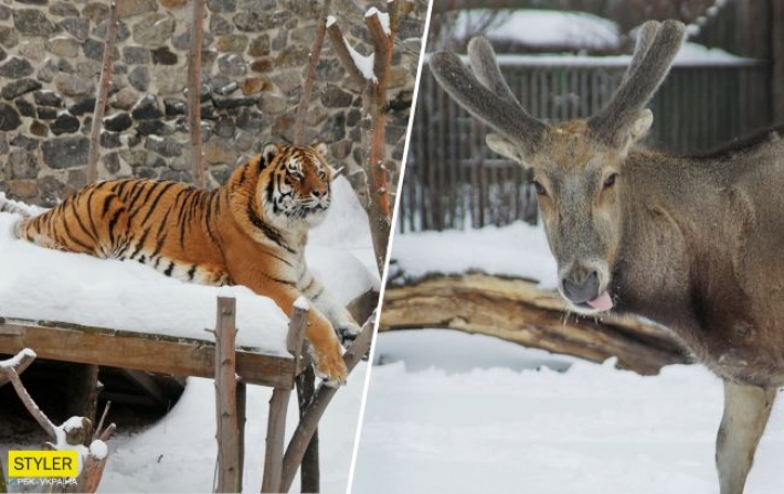 Эти невероятно красивые фото с заснеженного киевского зоопарка поднимут вам настроение