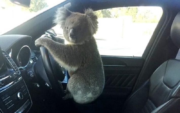 В Австралии коала "устроила" ДТП (фото)