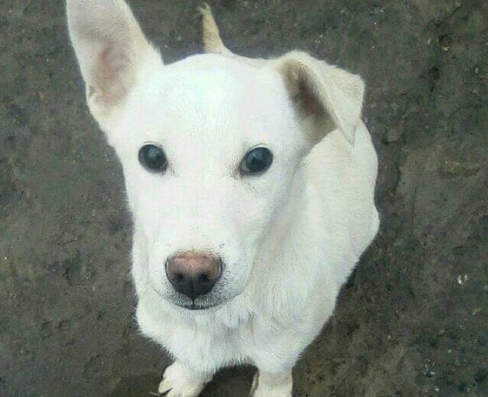 В Мелитополе белоснежного щенка выбросили на улицу (фото)