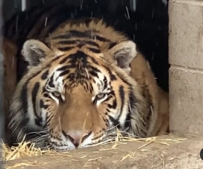 Как обитатели мелитопольского зоопарка пережидают непогоду показали в сети (видео)
